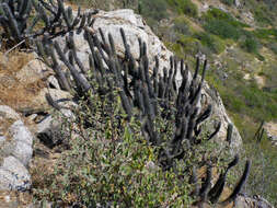 Image of Stenocereus thurberi subsp. littoralis (K. Brandegee) N. P. Taylor