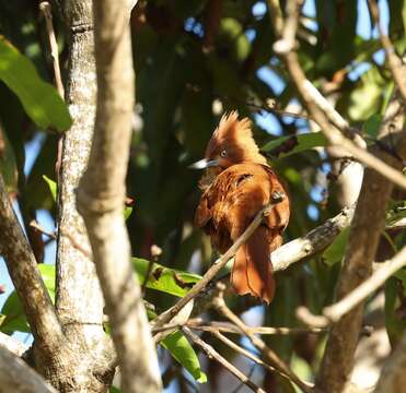 Pseudoseisura cristata (Spix 1824)的圖片