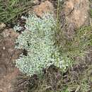 Image of Helichrysum evansii Hilliard