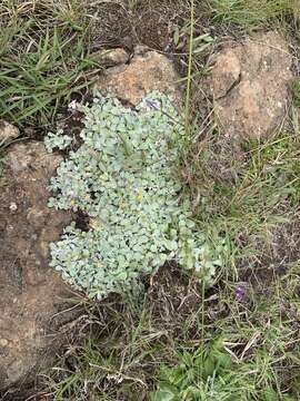 Image de Helichrysum evansii Hilliard