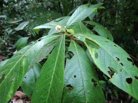 Image of Saurauia andreana F. M. Bailey