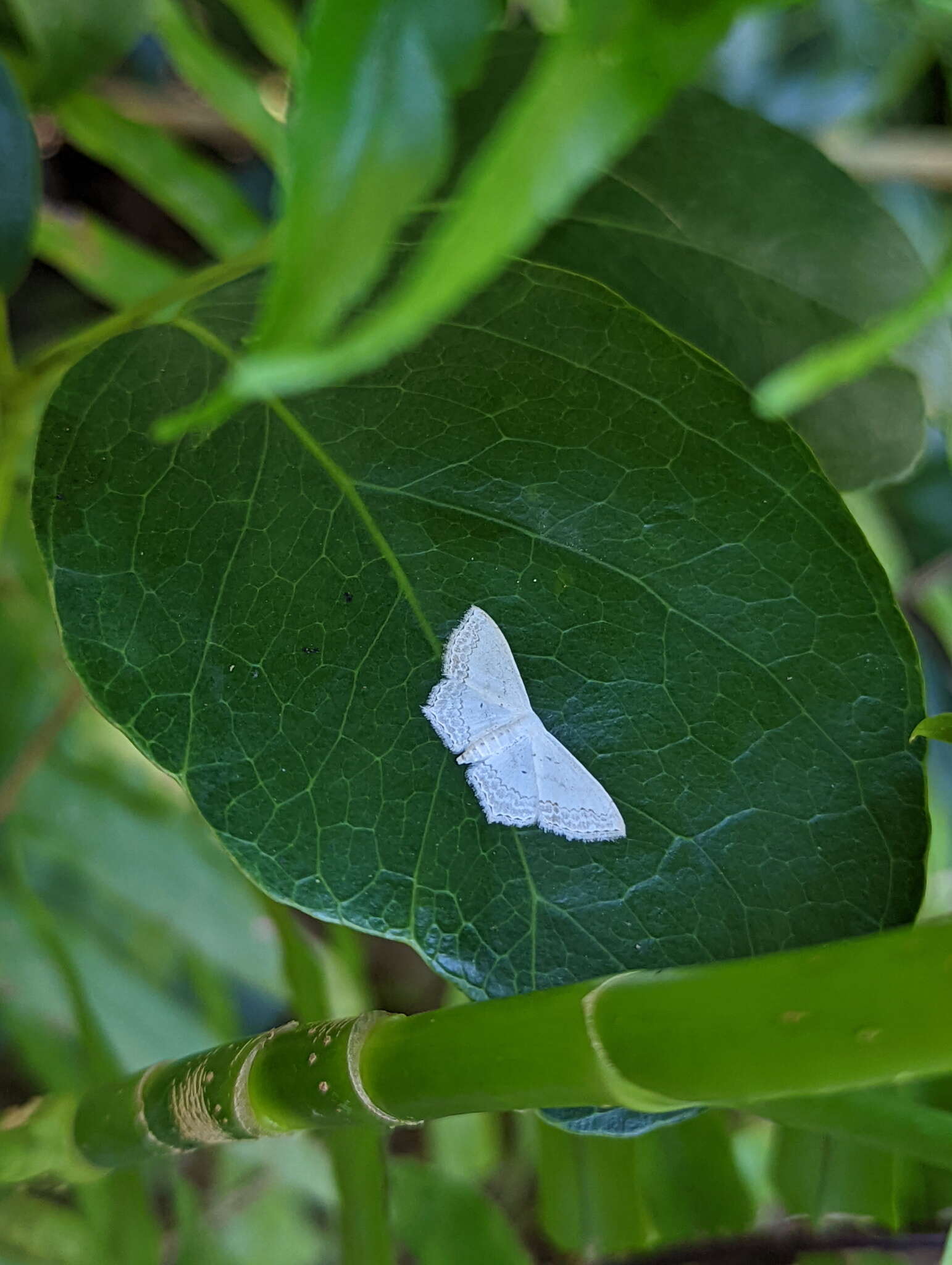 Image of Scopula agnes (Butler 1886)