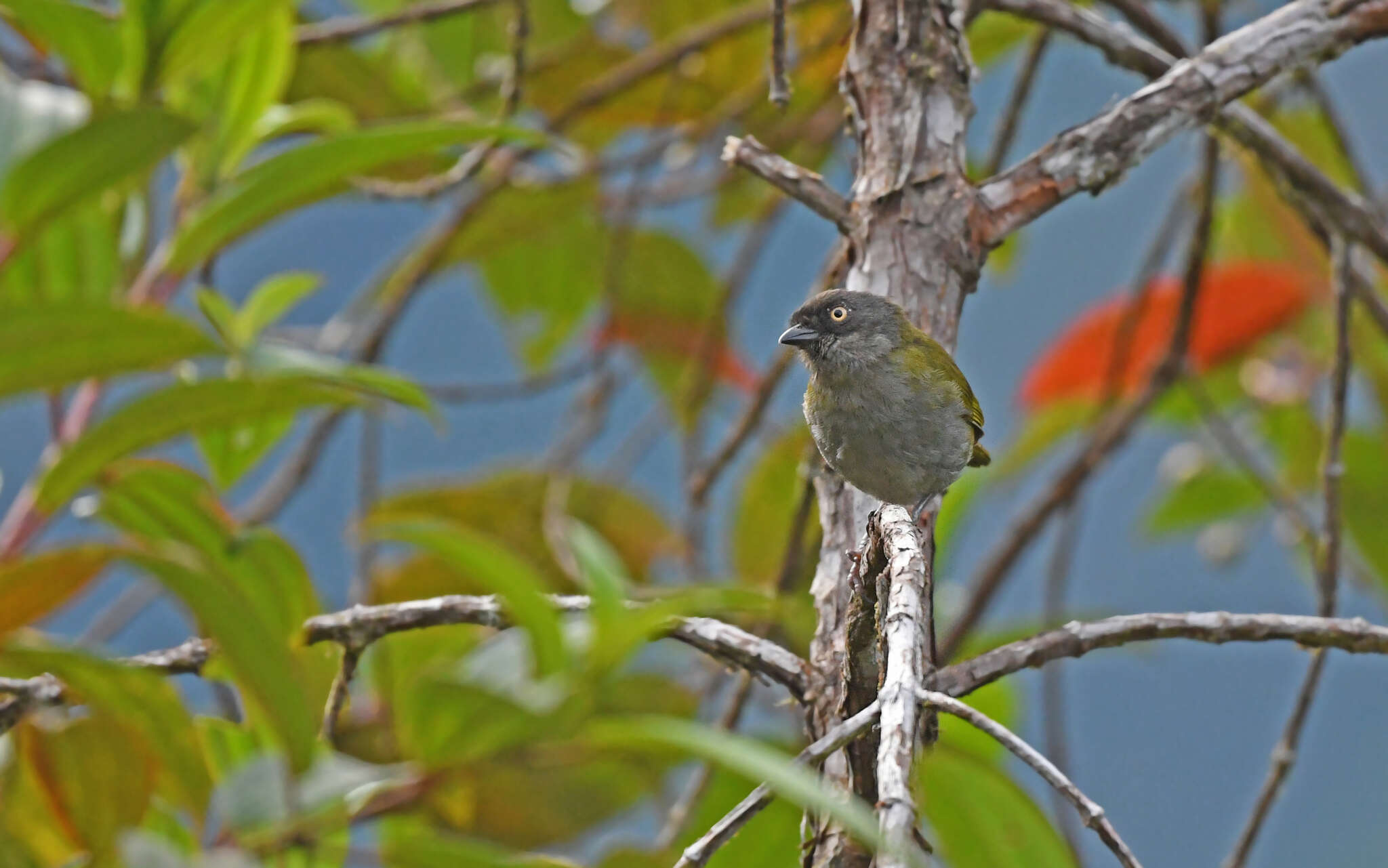 Chlorospingus semifuscus Sclater, PL & Salvin 1873 resmi