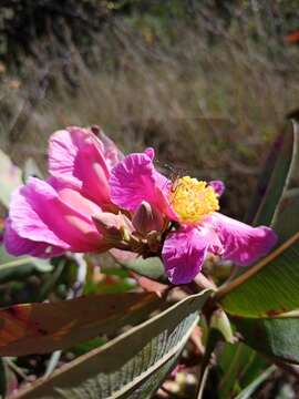 Image of Kielmeyera rubriflora Cambess.