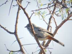 Image of Chestnut-vented Warbler