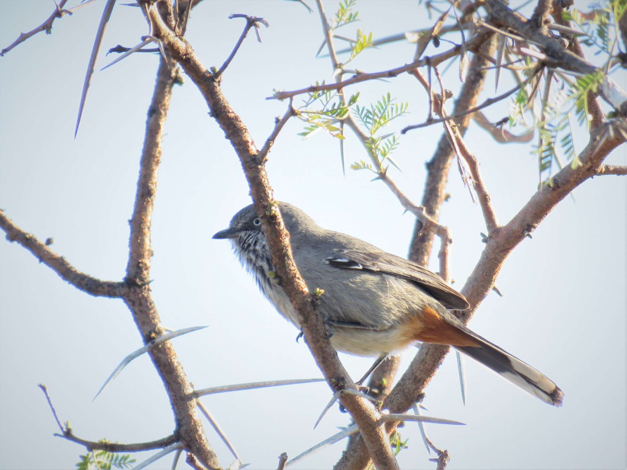 Image of Chestnut-vented Warbler