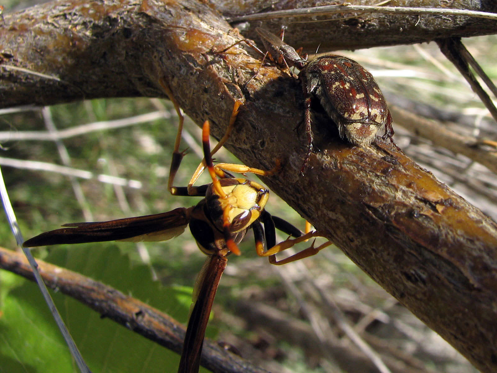 Image of Polistes comanchus de Saussure 1857