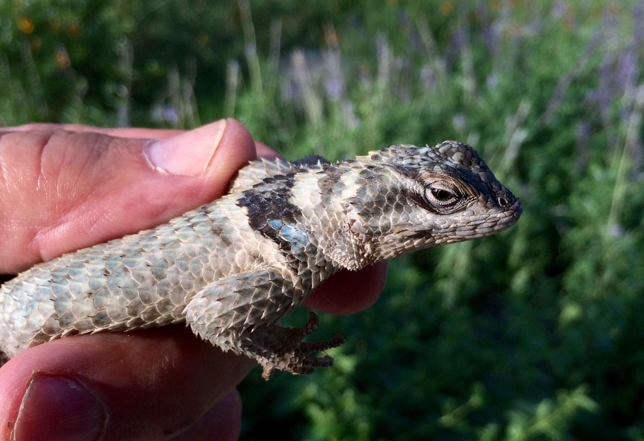 Image of Crevice Spiny Lizard