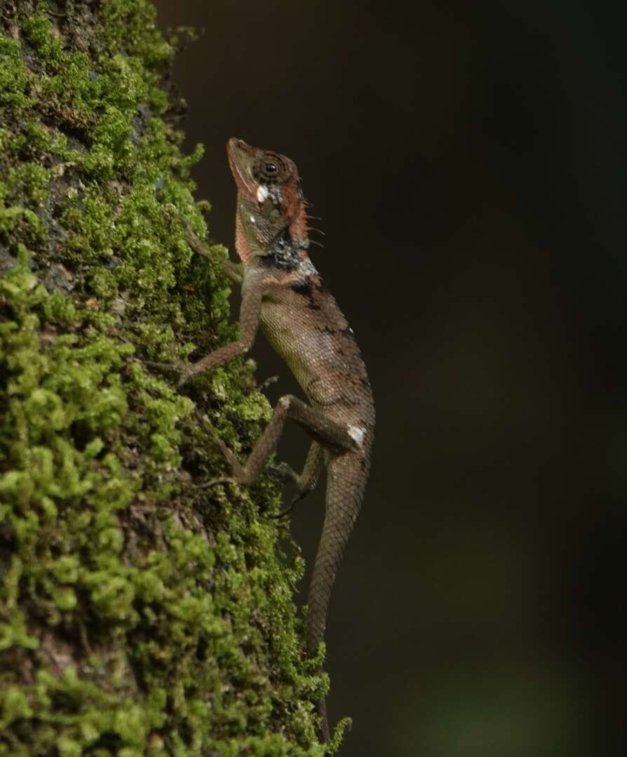 Image of Elliot's Forest Lizard