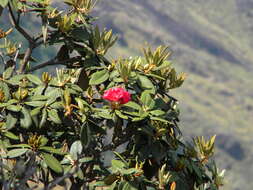 Image of Rhododendron arboreum subsp. nilagiricum (Zenker) Tagg