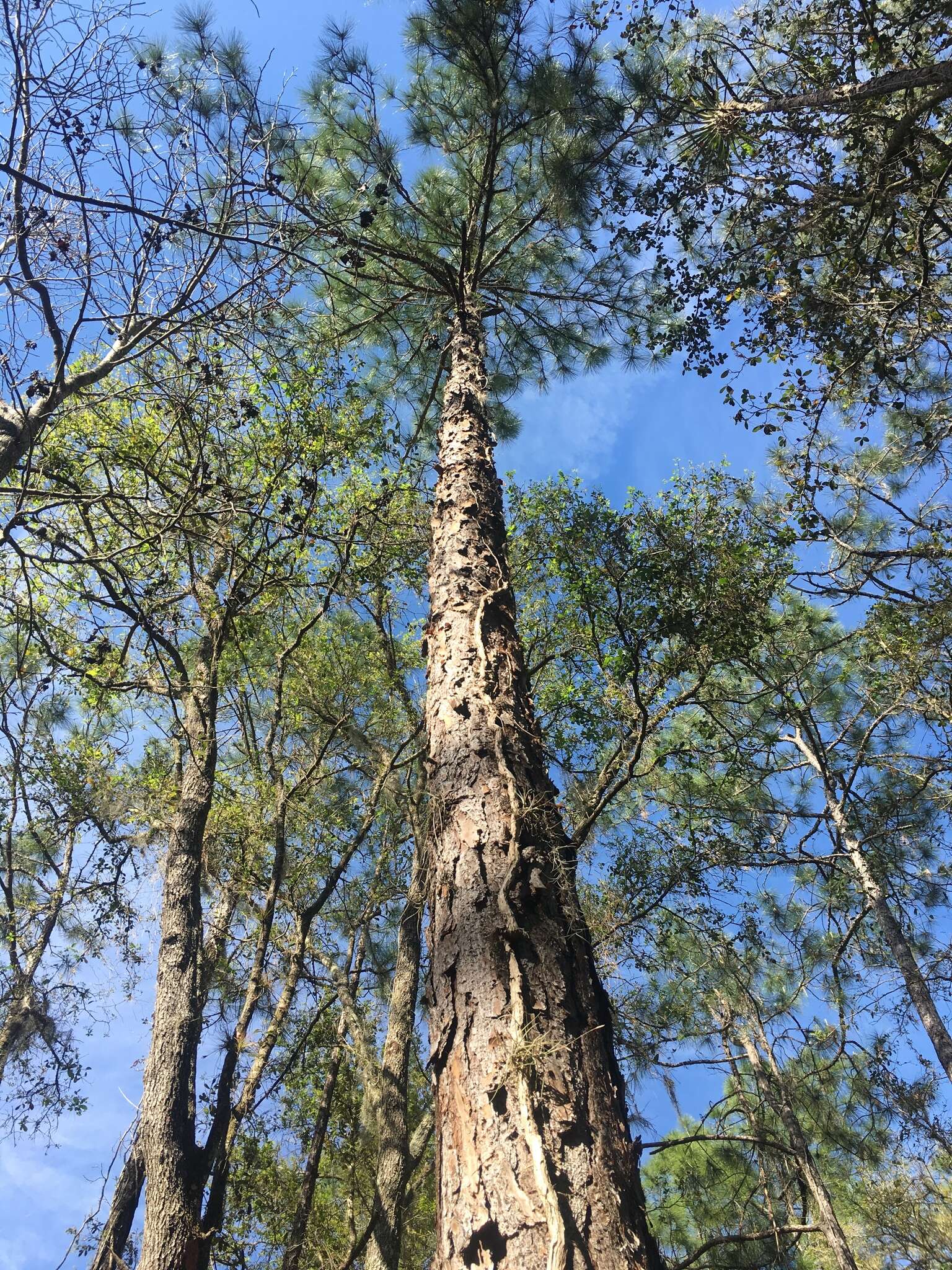 Image of south florida slash pine