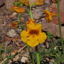 Image of Argylia potentillifolia DC.