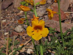 Image of Argylia potentillifolia DC.