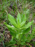 Imagem de Oenothera villosa Thunb.