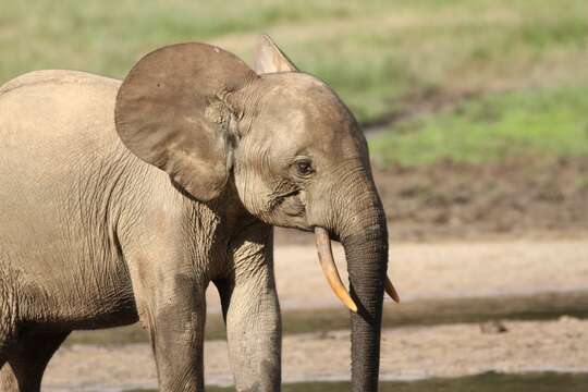 Image of African forest elephant