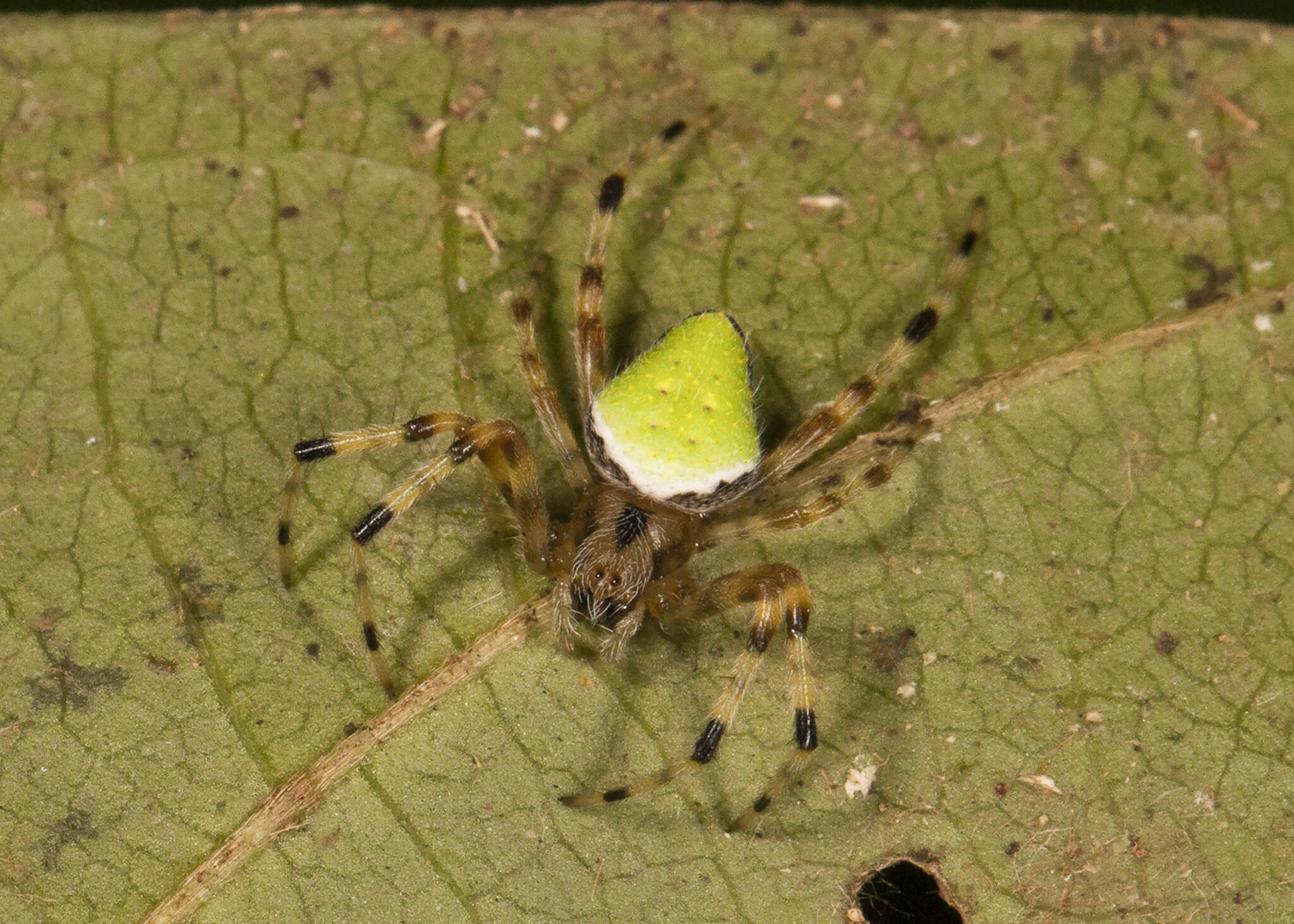 Image of Eriophora nephiloides (O. Pickard-Cambridge 1889)