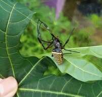 صورة Trichonephila antipodiana (Walckenaer 1841)