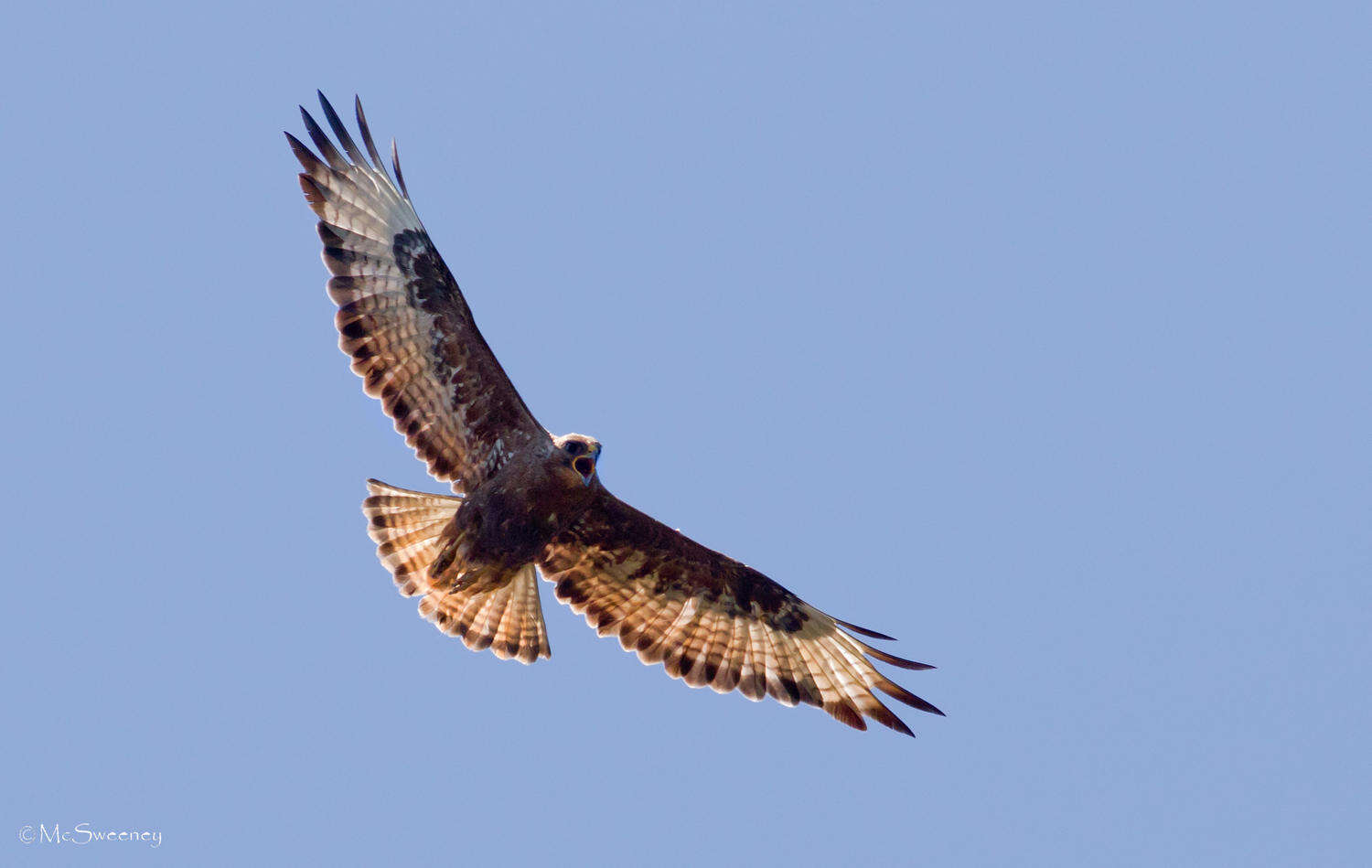 Imagem de Buteo buteo vulpinus (Gloger 1833)