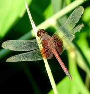 Image of Red-mantled Dragonlet