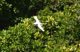 Image of tropicbirds