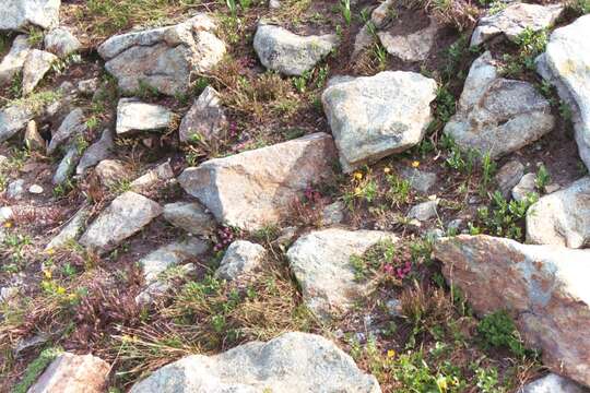 Image of Idaho dwarf-primrose