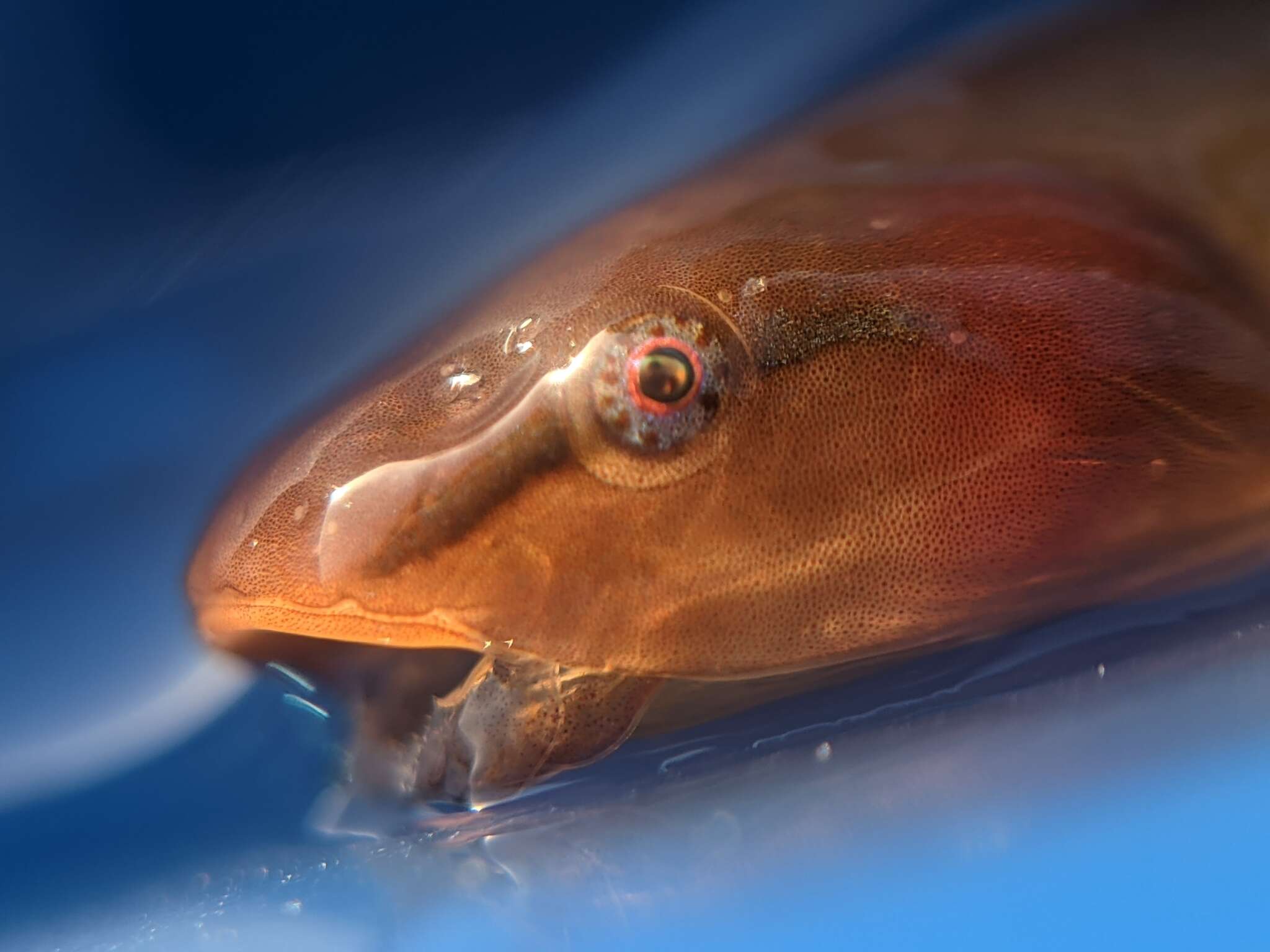 Image of Slender clingfish