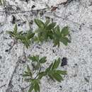 Image of coastal sand frostweed