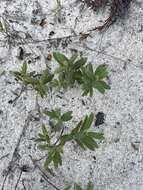 Image of coastal sand frostweed