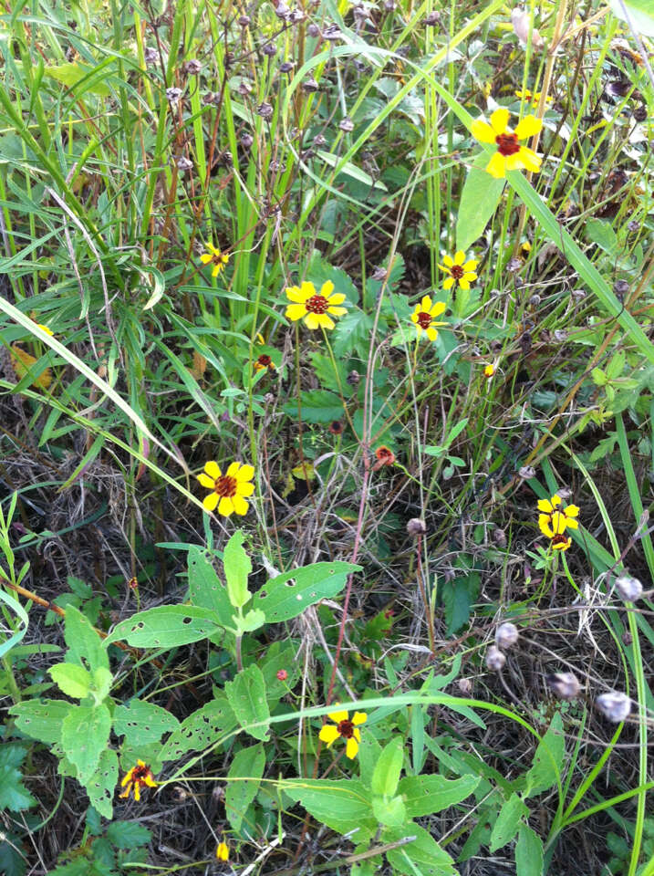 Image of golden tickseed