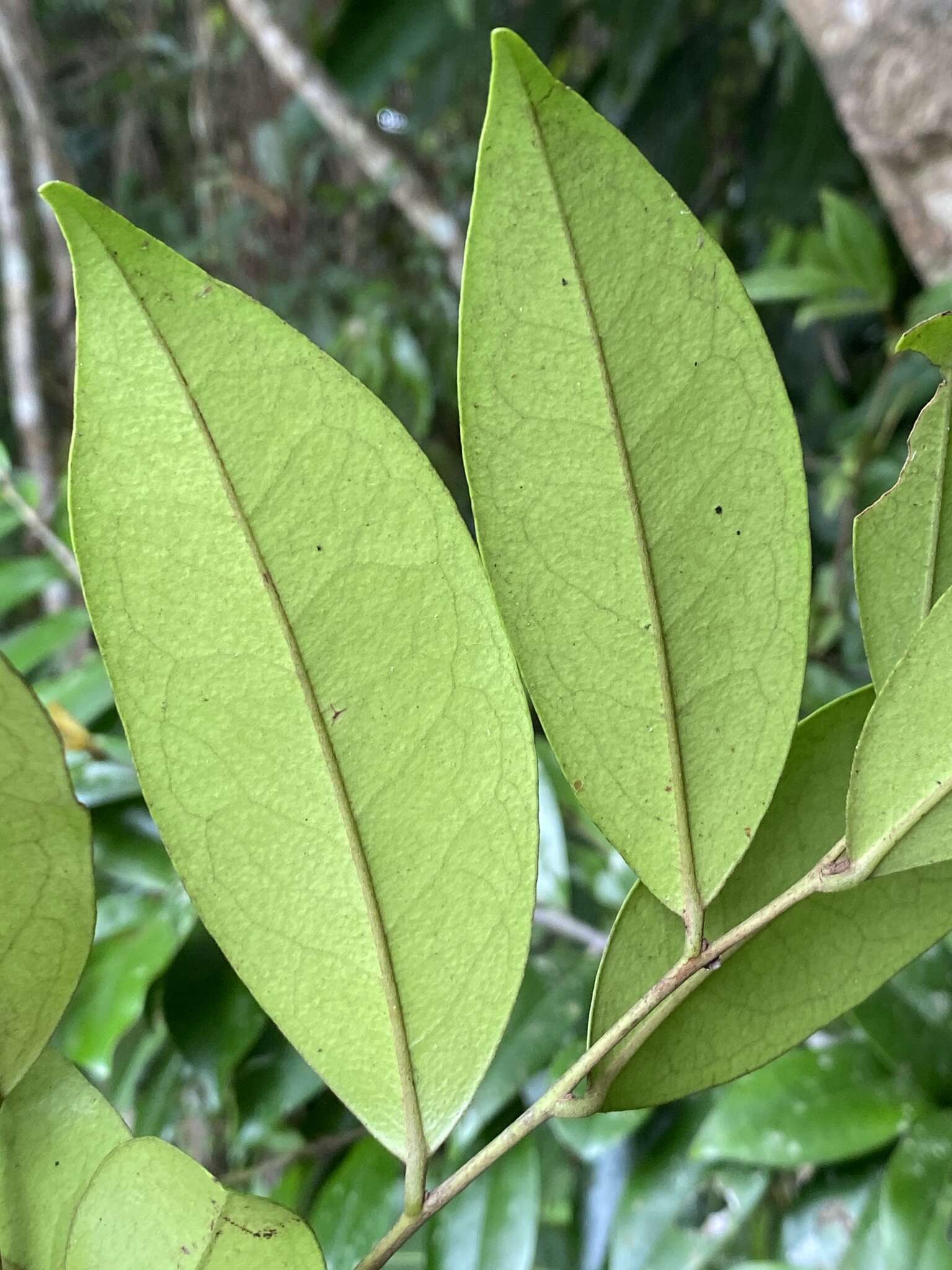 Image of Diospyros laurina (R. Br.) Jessup