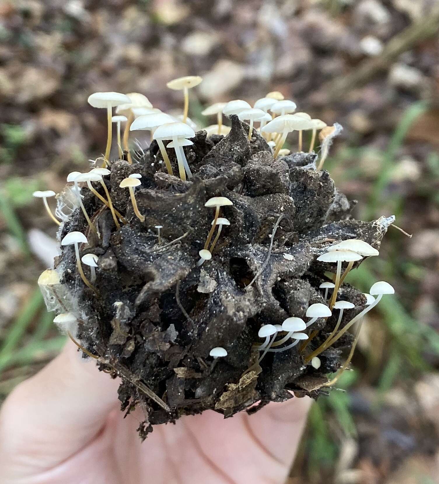 Plancia ëd Strobilurus conigenoides (Ellis) Singer 1962