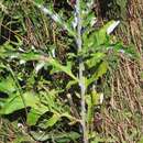 Image of Echinops grijsii Hance