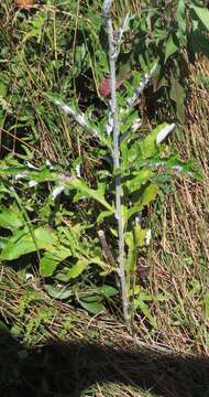 Image of Echinops grijsii Hance