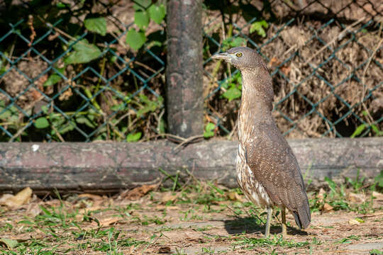 Image of Japanese Night Heron