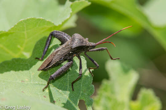 Image of Florida leaf-footed bug