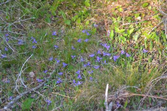 Image of dwarf lake iris