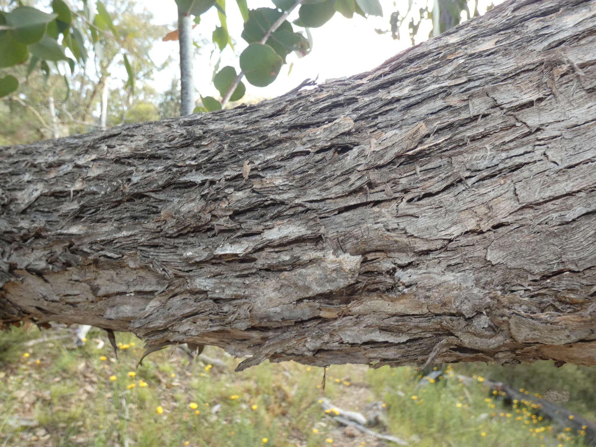 Image of Eucalyptus nortonii (Blakely) L. A. S. Johnson