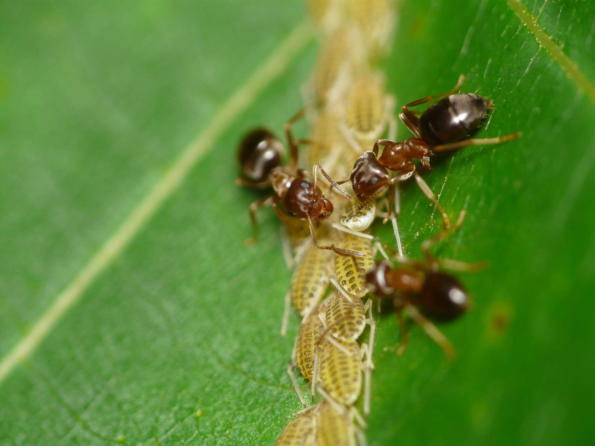 Image de Lasius brunneus (Latreille 1798)