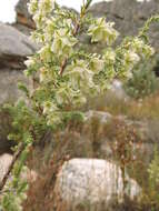 Image of Erica monsoniana var. monsoniana