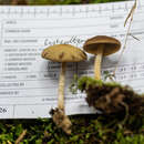 Image of Psathyrella carinthiaca Voto 2011