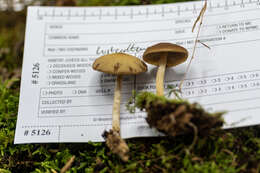 Image of Psathyrella carinthiaca Voto 2011