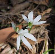 Image of White Fingers