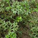 Image of Artemisia campestris subsp. maritima (DC.) Arcang.