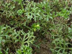 Imagem de Artemisia campestris subsp. maritima (DC.) Arcang.