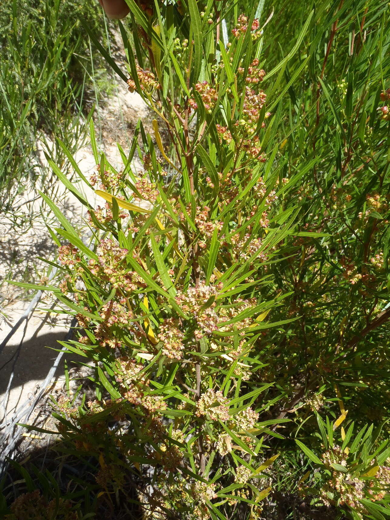 Image de Dodonaea viscosa subsp. angustifolia (L. fil.) J. G. West