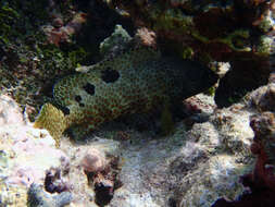 Слика од Epinephelus spilotoceps Schultz 1953