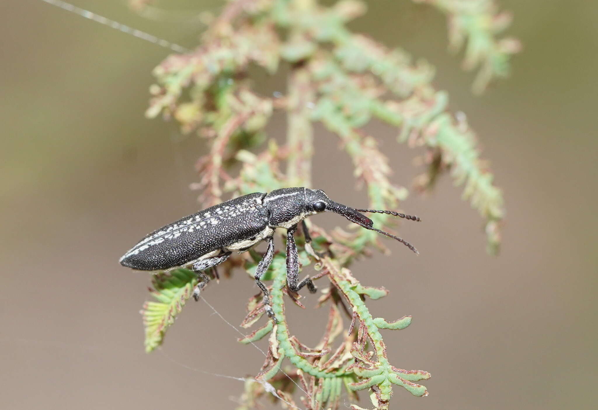 Imagem de Rhinotia brunnea (Boisduval 1835)