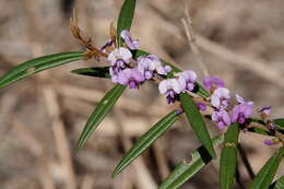 Слика од Hovea acutifolia G. Don