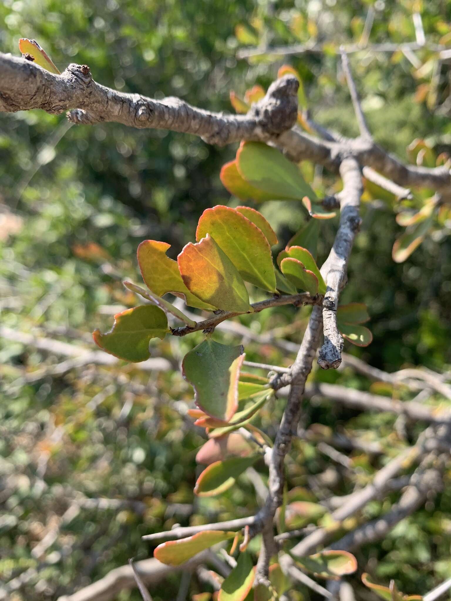 Слика од Gymnosporia maranguensis (Loes.) Loes.