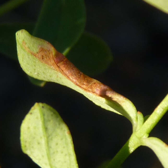 Sivun Caloptilia hypericella (Braun 1918) kuva